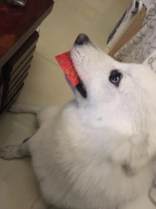 萨摩耶到底有多蠢？