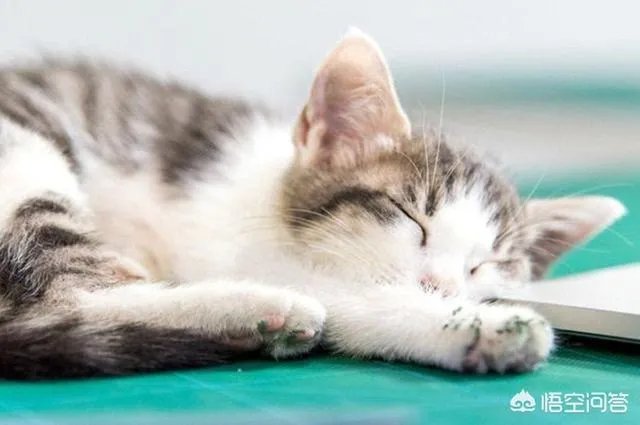 猫咪一直喵喵叫是为什么