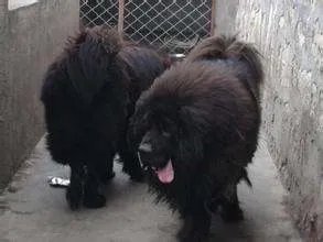 什么是驴系藏獒？