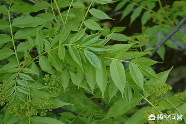 春芽树和香椿的区别
