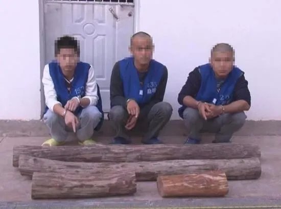 3名男子盗窃中科院黄花梨树被抓后如何判刑？