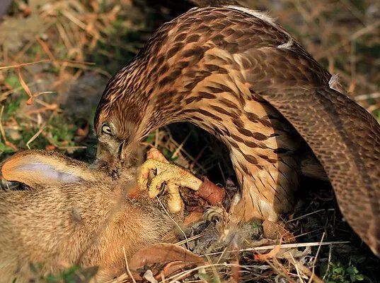 图片老鹰 抓 兔子的图片