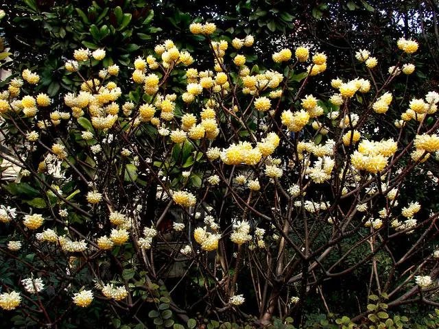 下图这是什么花？