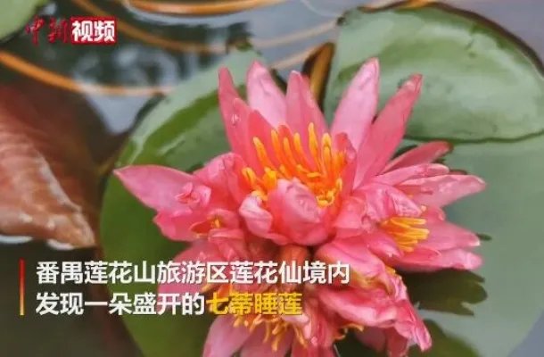 南京玄武湖罕见再现并蒂莲 广东景区发现七蒂睡莲!