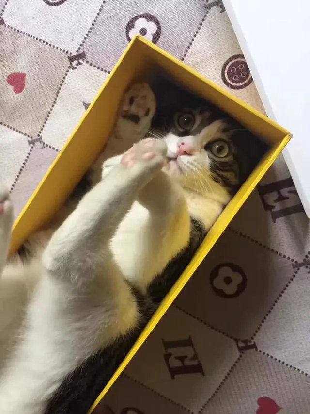 当你的猫或者狗狗去世之后，你还会再养吗？