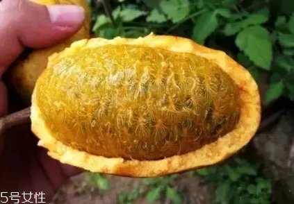 牛卵坨籽可以吃吗？看看它的神奇功效