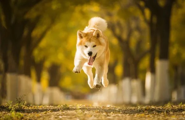 美系秋田犬是怎么来的？和日系秋田有哪些区别？