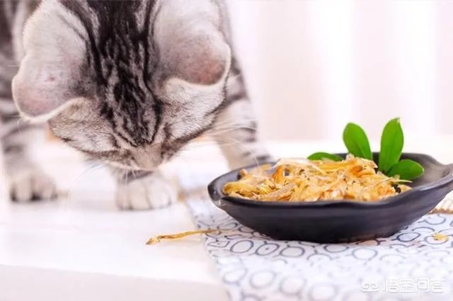 猫咪一直喵喵叫是为什么