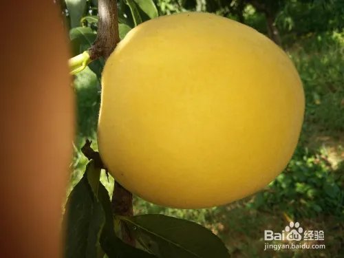 毛桃苗新品种哪个好?