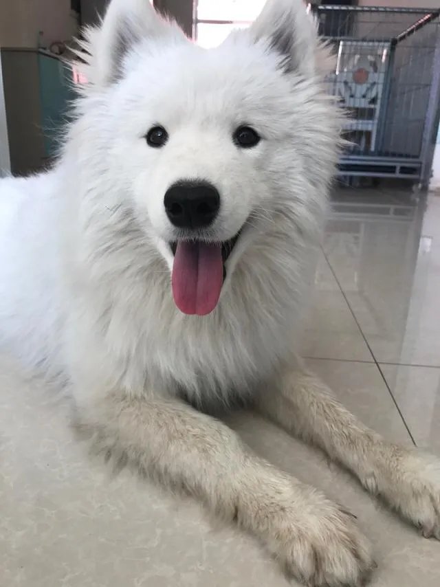 萨摩耶到底有多蠢？