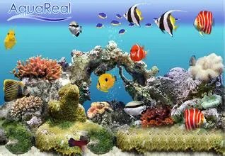 屏保热带鱼的基本介绍