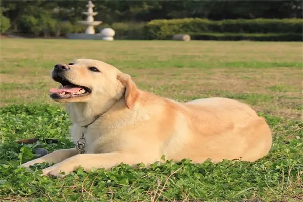 十大最护主的狗，中华田园犬上榜，第九一生只认一个主人