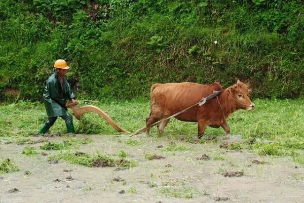 为什么王福重要“抨击”农民?对于他的言论,你怎么看?