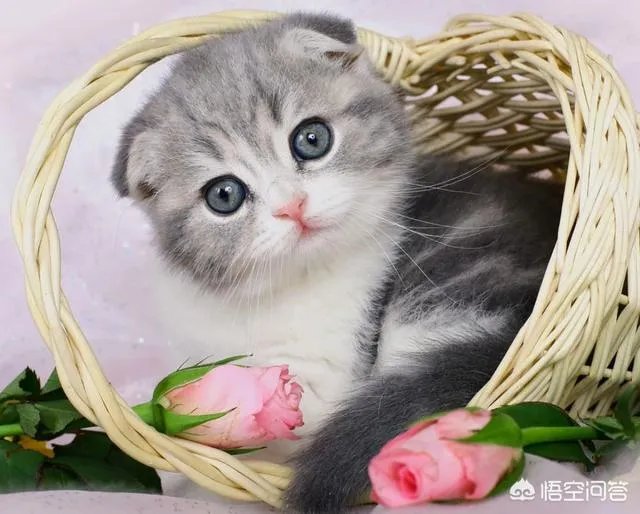 如何看待“给每个员工发一只猫，离职的话要退还猫给公司，可以起到稳定团队的作用”这句话？