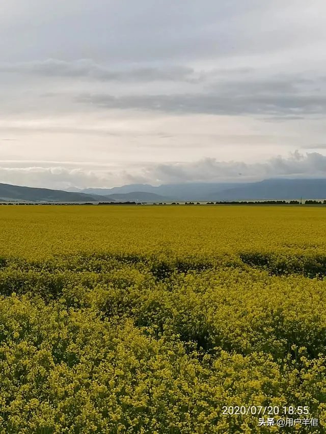 上海奉贤区东端这个镇