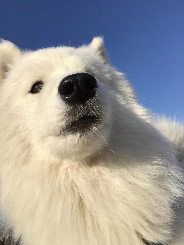 萨摩耶到底有多蠢？