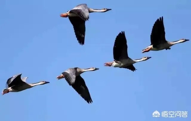 上联：金鸡报晓天将明，如何对下联？