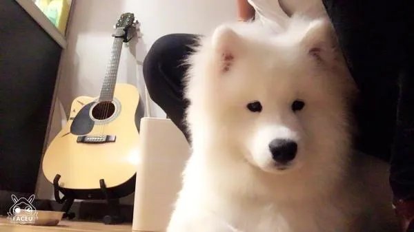 萨摩耶到底有多蠢？