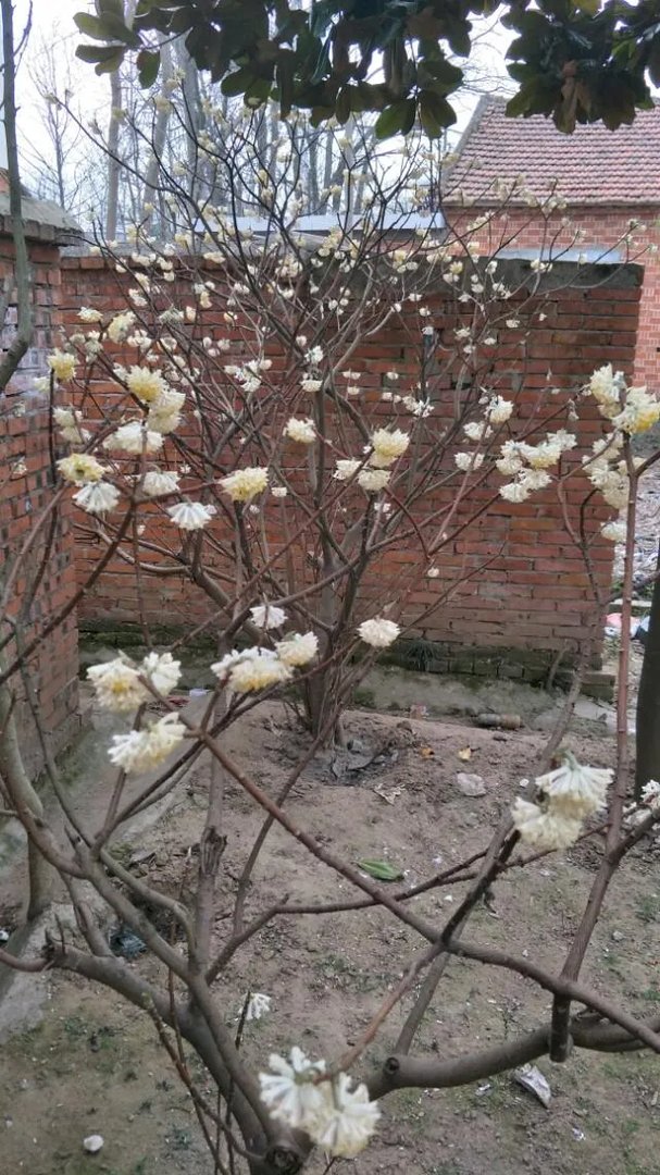 下图这是什么花？