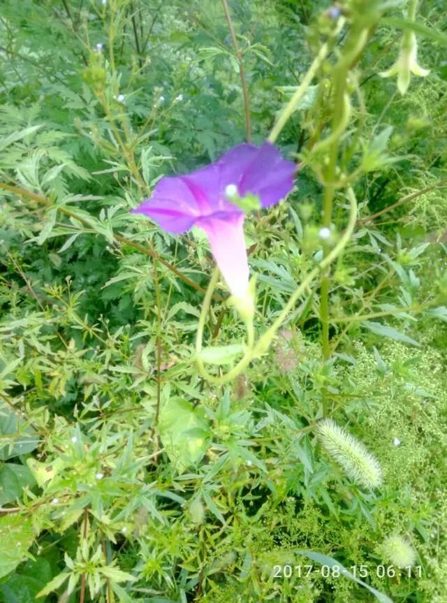 上联：移椅倚桐同望月，下联如何对？