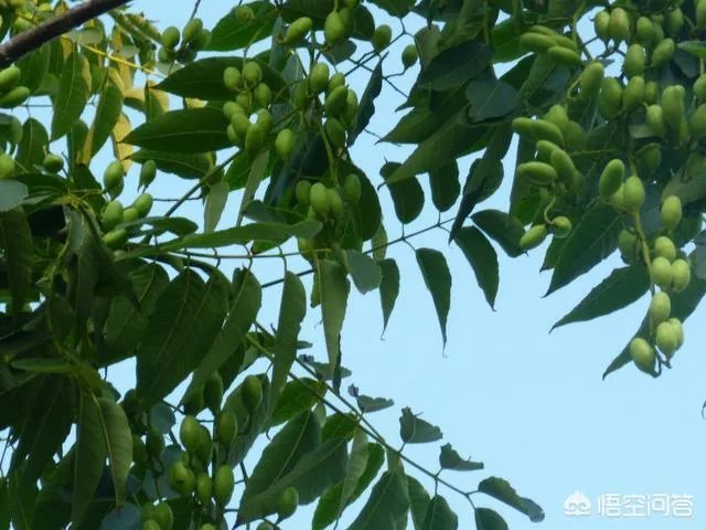 春芽树和香椿的区别