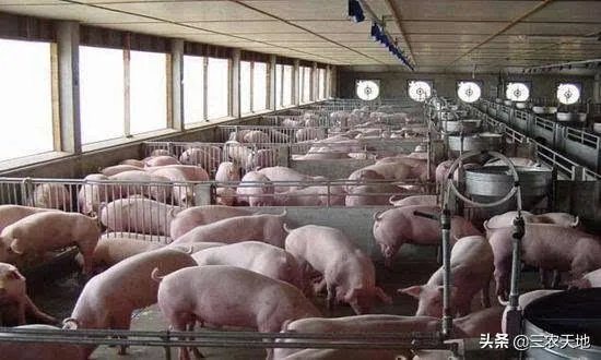 9月4日猪价:东北全线下跌,算是新一轮下跌的信号吗?