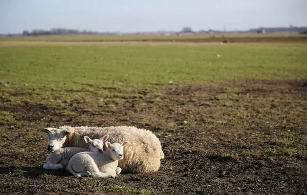 世界上最贵的羊332万元成交，这羊买回去是吃还是供着？