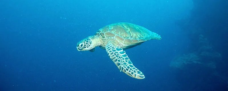 世界上体型最大的海龟是什么龟 世界上体型最大的海龟