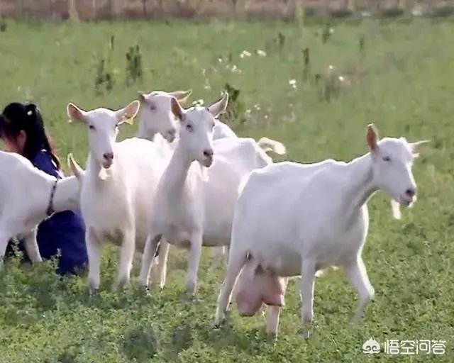 奶山羊怎样提高产量和品质？