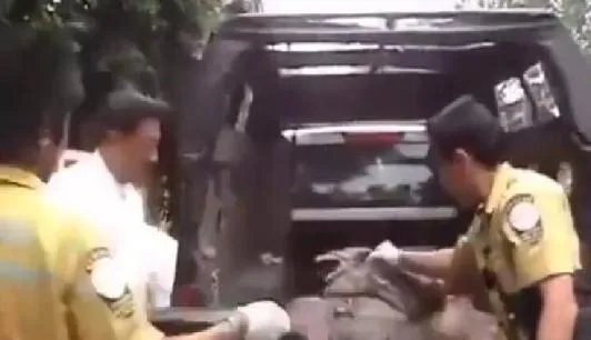 蟒蛇生吞小孩 解剖后惊呆全场人（组图）