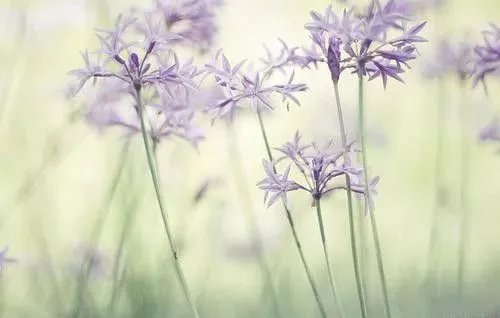 民宿头条播报 | 重庆惊现美国校车民宿，每人28元一晚