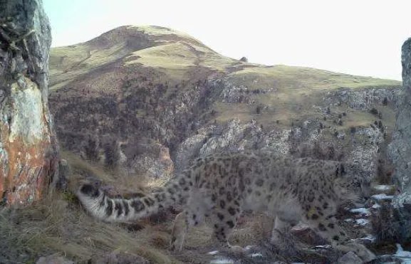 澜沧江源雪豹靓照为什么那么难拍到?