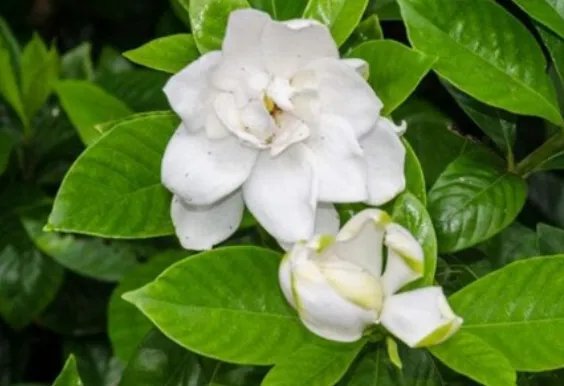 北方四季常青又耐寒的花树有哪些?