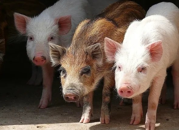 家猪跟野猪有什么区别