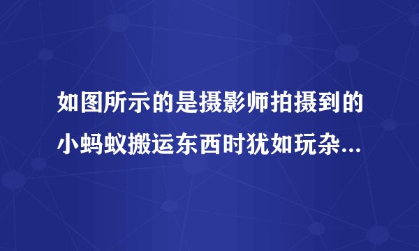 如图所示的是摄影师拍摄到的小蚂蚁搬运东西时犹如玩杂耍“叠罗汉”的精彩画面；无风时，最上端的蚂蚁驮着果实静止不动，对于该静止的果实，下列说法正确的是﻿（   ）﻿A.果实受到的重力和蚂蚁对它的支持力是一对平衡力B.果实受到的重力和果实对蚂蚁的压力一对相互作用力C.果实能静止，是因为蚂蚁对它的支持力小于果实受到的重力D.果实能静止，是因为蚂蚁对它的支持力大于果实受到的重力