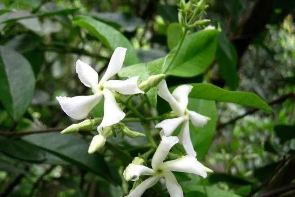 北方四季常青又耐寒的花树有哪些?