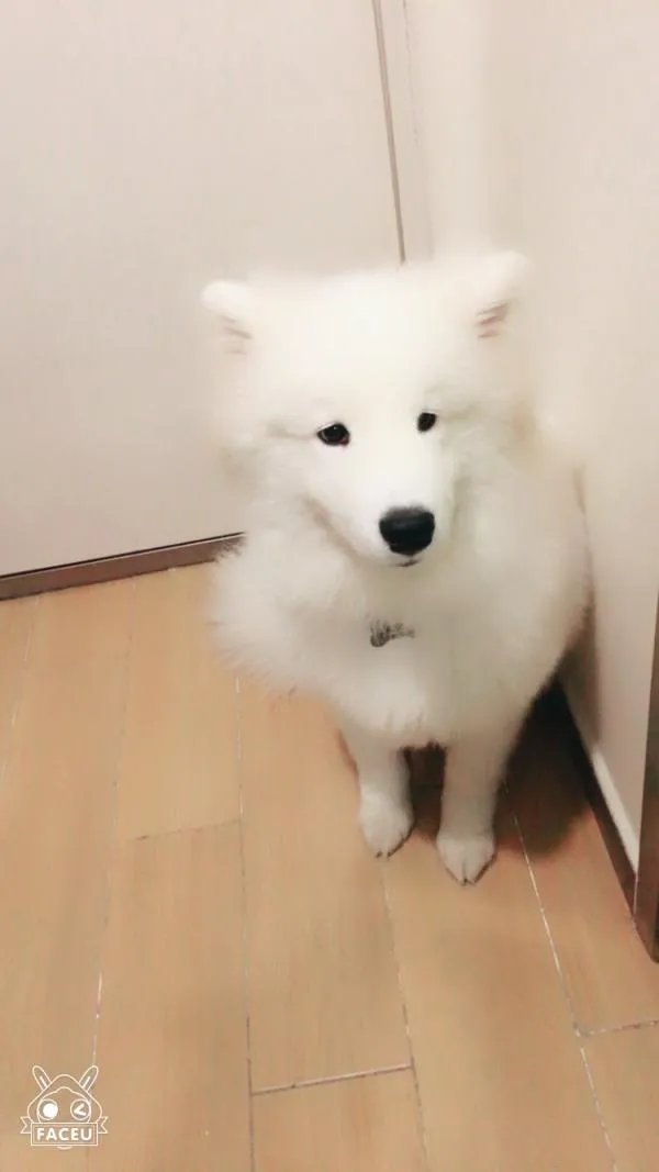 萨摩耶到底有多蠢？