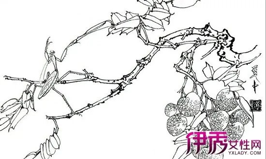 工笔画牡丹白描图片欣赏