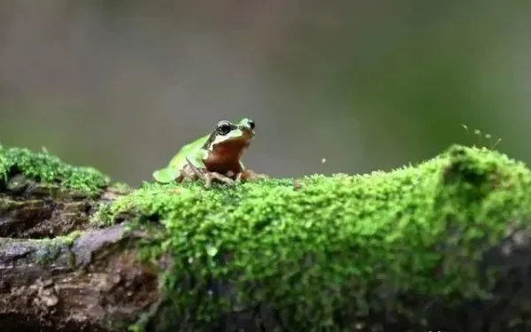 雨蛙是什么？为何会在秦岭出现？