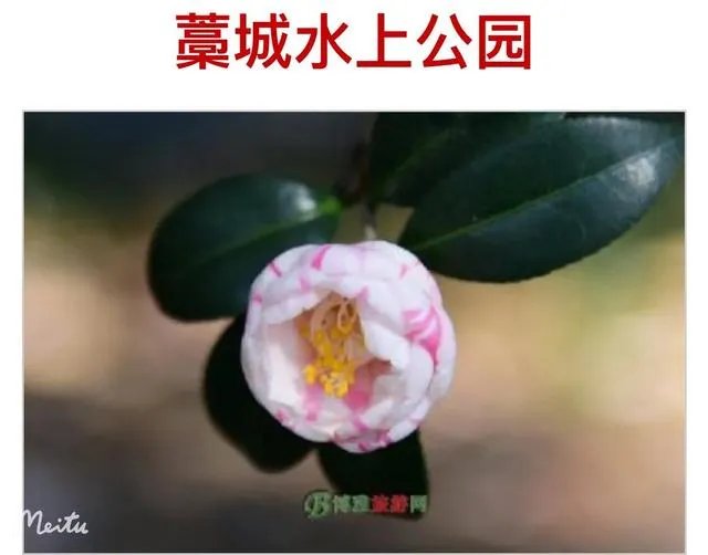 藁这个字怎么读?啥意思?能介绍下藁城吗?