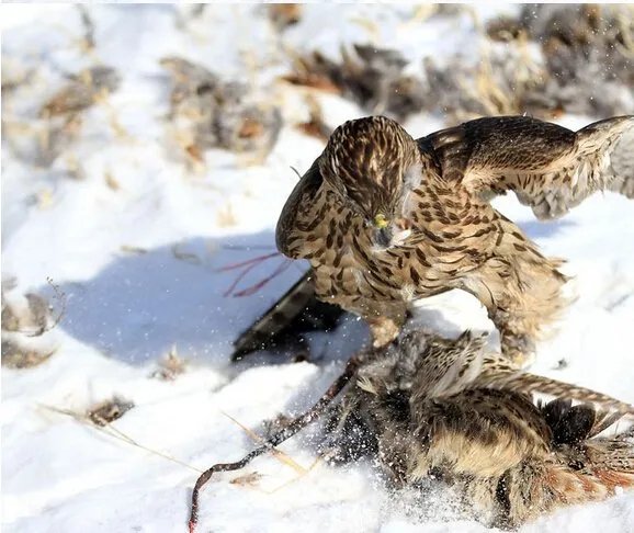 图片老鹰 抓 兔子的图片
