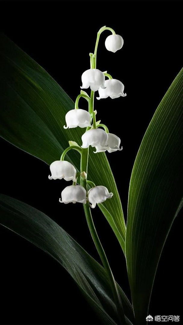 年纪一大把了想做个网红,还有机会吗?该怎么办?