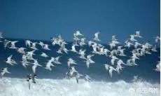 世界上飞的最高、飞的最远或飞的最快的鸟有哪些？