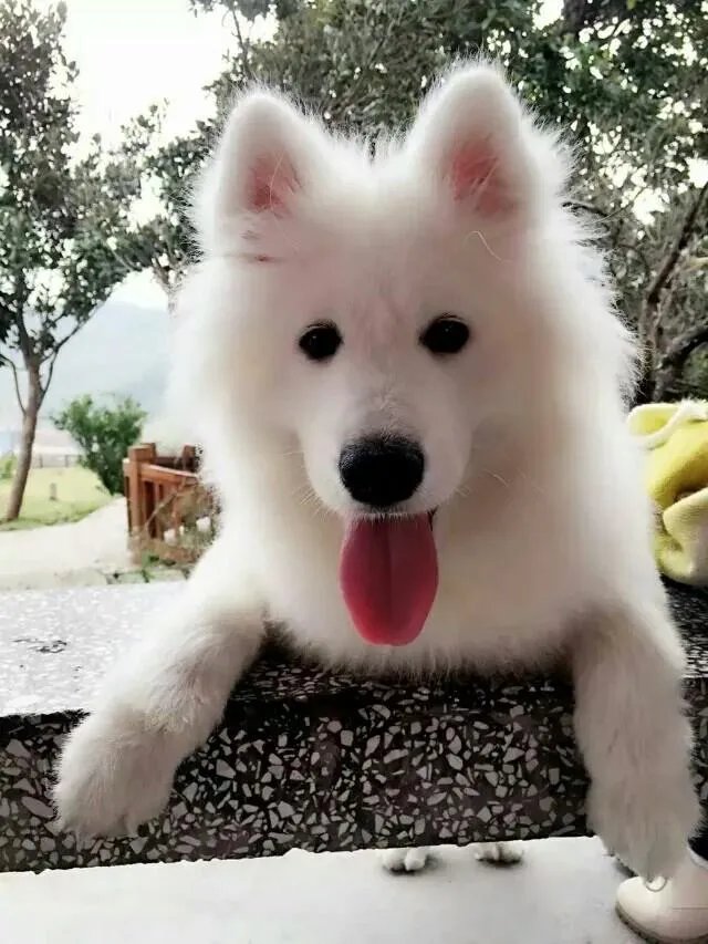 萨摩耶到底有多蠢？