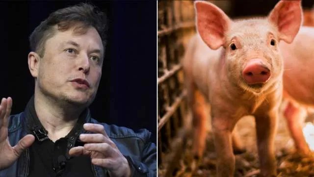 马斯克用活猪演示脑机技术，以后用到人身上有何用途？