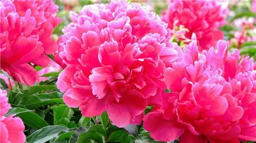 芍药花多少钱一盆 送芍药花代表什么意思