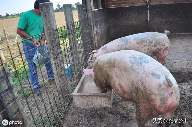 9月4日猪价:东北全线下跌,算是新一轮下跌的信号吗?