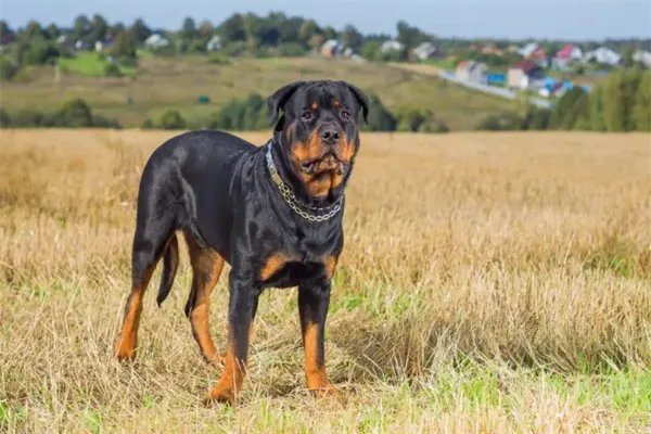 十大最护主的狗，中华田园犬上榜，第九一生只认一个主人