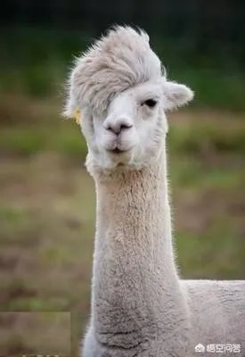 有哪些搞笑的手机壁纸？