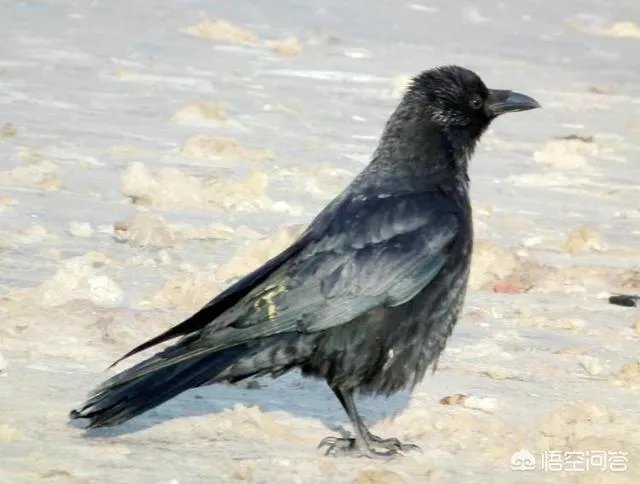 农村常见的乌鸦是很聪明的鸟,为什么有人讨厌它?